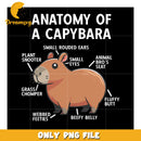 Capybara Anatomy PNG Funny Animal Diagram